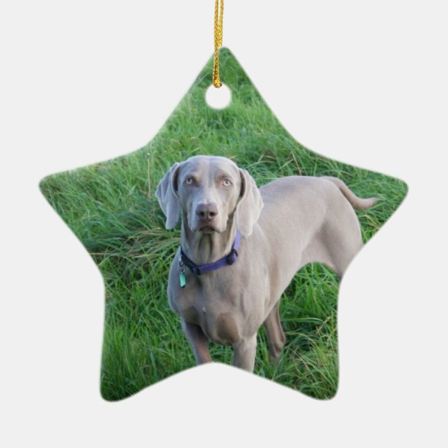 Weimaraner älskareprydnad julgransprydnad keramik (Framsidan)