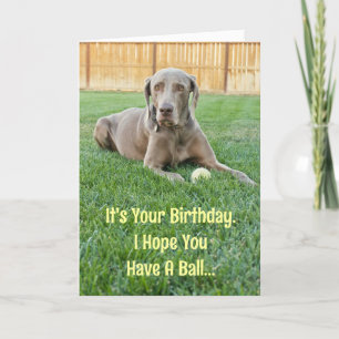 Weimaraner Birthday Card Kort