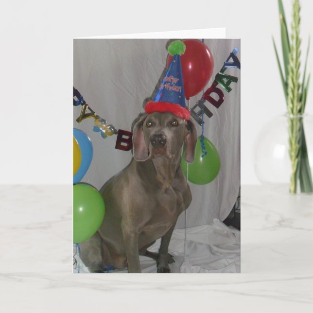 Weimaraner Birthday Greetings-kort Kort (Framsida)
