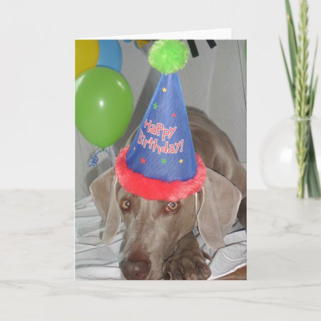 Weimaraner Birthday Greetings-kort Kort (Framsida)