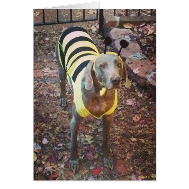 Weimaraner Bumblebee OBS Kort (Framsidan)