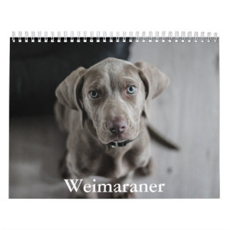 Weimaraner Calendar Kalender