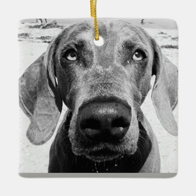 ***WEIMARANER*** CHRISMAS ORNATION JULGRANSPRYDNAD KERAMIK (Framsida)