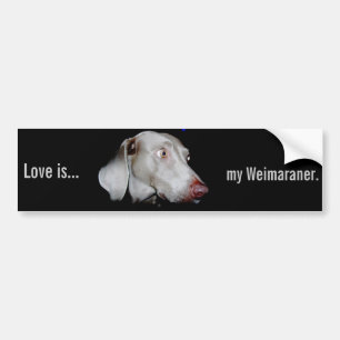 Weimaraner - den gråa spöken bildekal