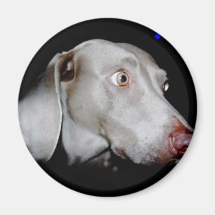 Weimaraner - den gråa spöken magnet