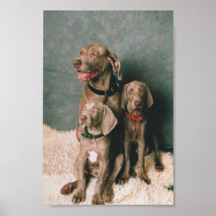 WEIMARANER-FAMILJ POSTER