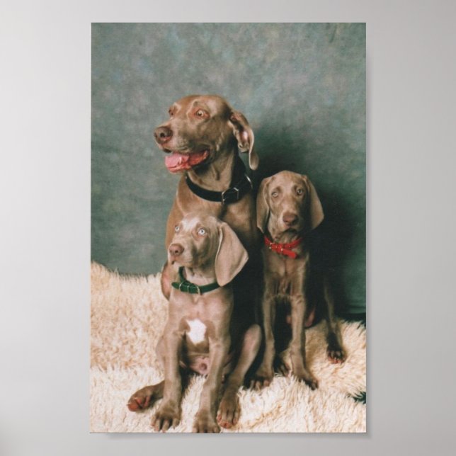 WEIMARANER FAMILY POSTER (Framsidan)