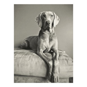 Weimaraner Fototryck