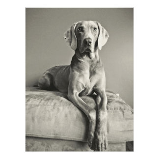 Weimaraner Fototryck