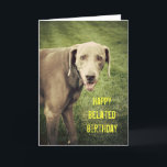 Weimaraner Funny Belet Birthday Card Kort<br><div class="desc">Stora ord är svåra,  men det är också att minnas allas speciella dag. På det här fåniget gör Blue Hund the Weimaraner en bra ansikte i kameran på det här försenade födelsedagskortet.</div>