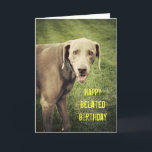Weimaraner Funny Belet Birthday Card Kort<br><div class="desc">Stora ord är svåra,  men det är också att minnas allas speciella dag. På det här fåniget gör Blue Hund the Weimaraner en bra ansikte i kameran på det här försenade födelsedagskortet.</div>