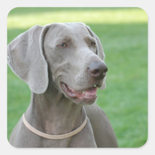 Weimaraner Fyrkantigt Klistermärke