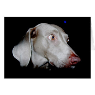 Weimaraner - Grått Ghost Hälsningskort