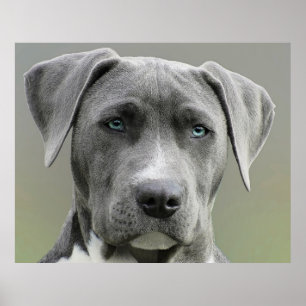 Weimaraner Gray Hunting Dog Poster