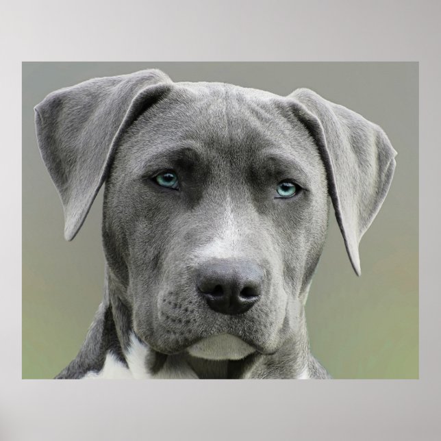 Weimaraner Gray Hunting Dog Poster (Framsidan)