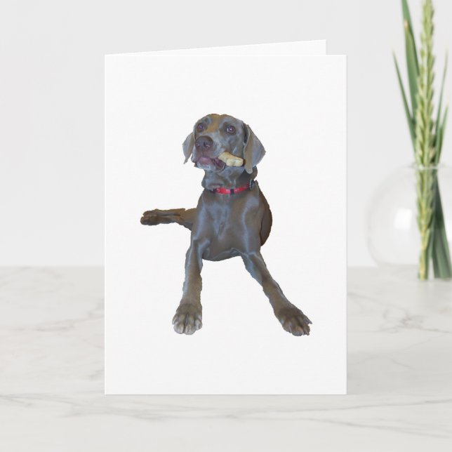 Weimaraner hälsningkort kort (Framsida)
