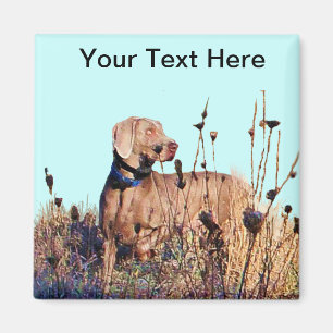 Weimaraner hämtar på magnet