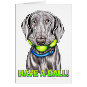 Weimaraner har Boll Hälsningskort