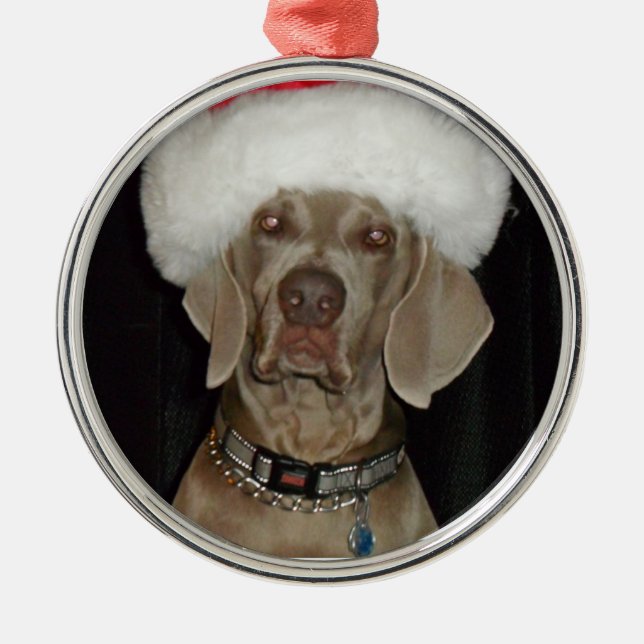 Weimaraner helgdaghjälpreda julgransprydnad metall (Framsidan)