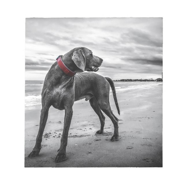 Weimaraner Hund Anteckningsblock (Framsida)