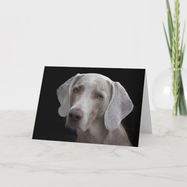 Weimaraner Hund Blank Kort  (Framsida)