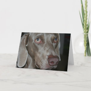 Weimaraner Hund Greeting Card Kort