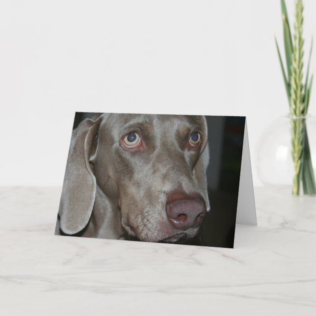 Weimaraner Hund Greeting Card Kort (Framsida)