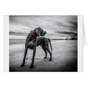 Weimaraner Hund Hälsningskort