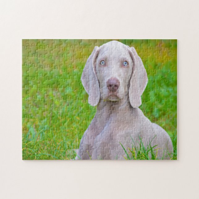 Weimaraner Hund Jigsaws. Pussel (Horisontell)