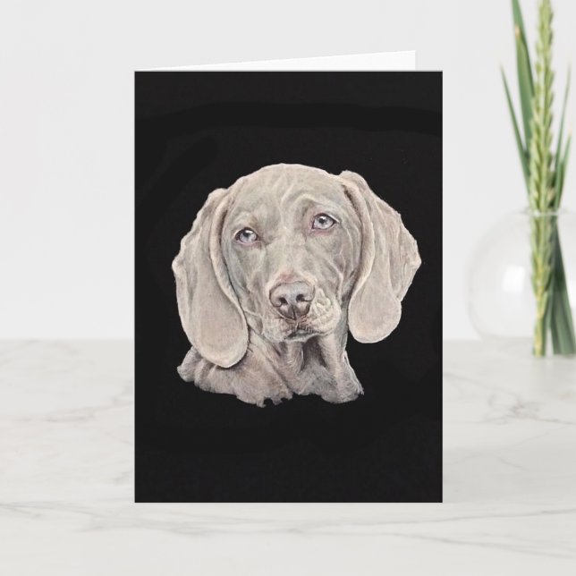 Weimaraner hund på svart. kort (Framsida)