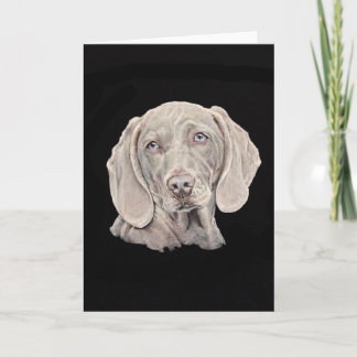 Weimaraner hund på svart. kort