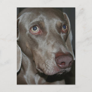 Weimaraner Hund Postcard Vykort