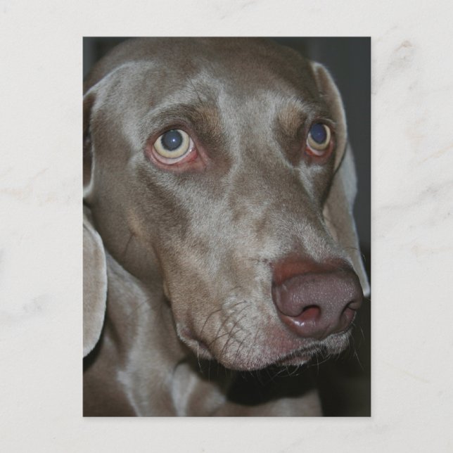 Weimaraner Hund Postcard Vykort (Framsida)