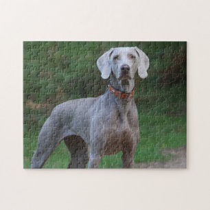 Weimaraner-Hund Pussel