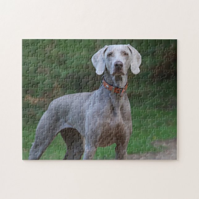 Weimaraner Hund Pussel (Horisontell)