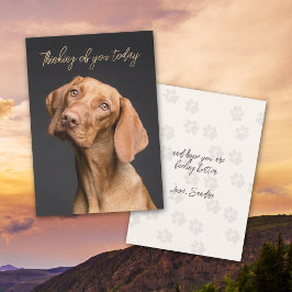 Weimaraner-Hund tänker på ditt kort
