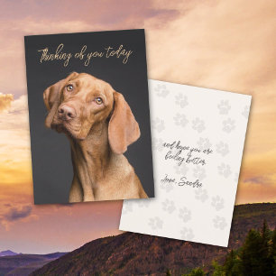 Weimaraner-Hund tänker på ditt kort