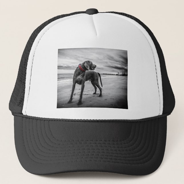 Weimaraner Hund Truckerkeps (Framsida)