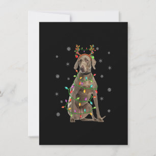Weimaraner Hund Xmas Belysning Ren Weimaraner C Inbjudningar
