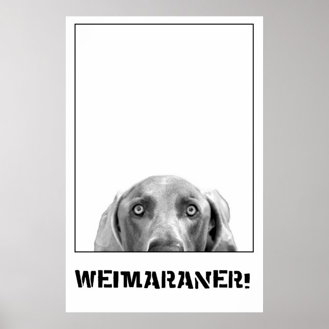 Weimaraner i en låda Poster (Framsidan)