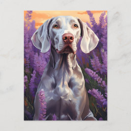 Weimaraner i Lavender fält Vykort