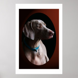 Weimaraner i morgon Light Poster