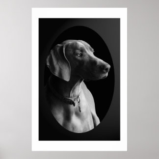 Weimaraner i morgonljuset (svartvitt) poster