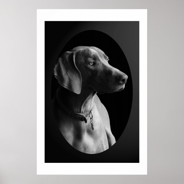 Weimaraner i morgonljuset (svartvitt) poster (Framsidan)