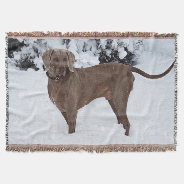 Weimaraner in Winter Filt (Framsidan)