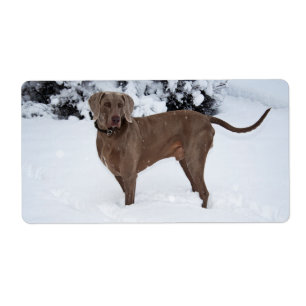 Weimaraner in Winter Fraktsedel