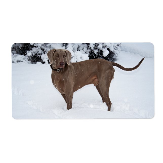 Weimaraner in Winter Fraktsedel (Framsidan)