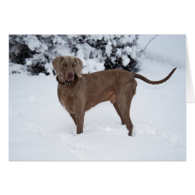 Weimaraner in Winter OBS Kort (Framsidan Horizontal)