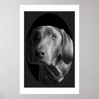 Weimaraner - Intense (svartvitt) Poster