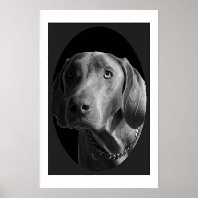 Weimaraner - Intense (svartvitt) Poster (Framsidan)